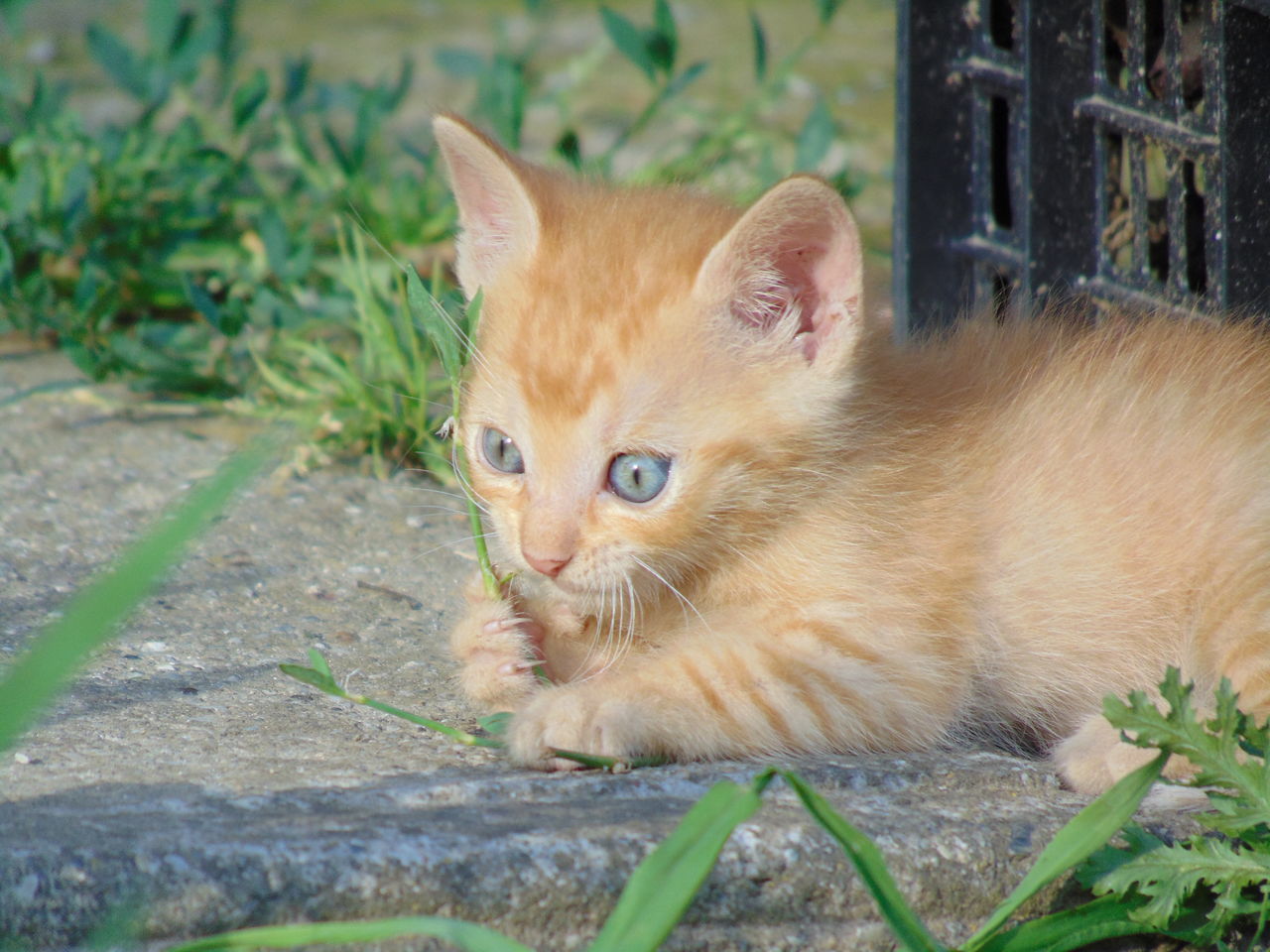 PORTRAIT OF GINGER CAT ON PLANT