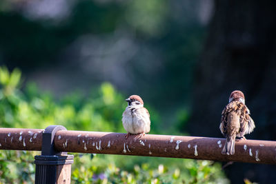 Birds perching on railing