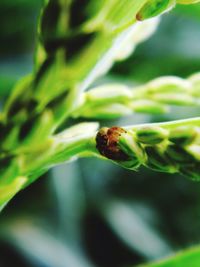 Close-up of spider on plant