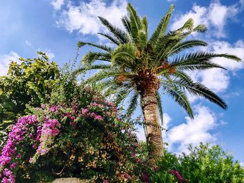 Low angle view of palm trees against sky