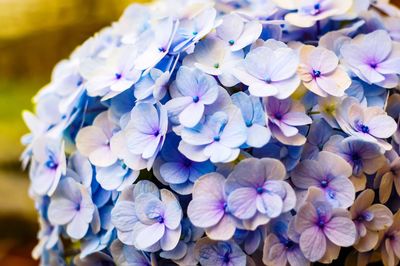 Close-up of purple flowering plants