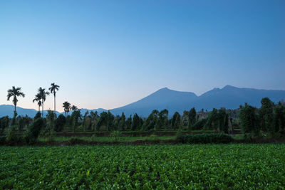 Scenic view of landscape against clear blue sky