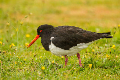 Close-up of a bird on field