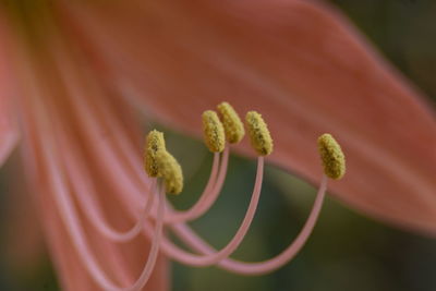 Close-up of flowering plant