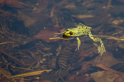 Close-up of frog floating on water