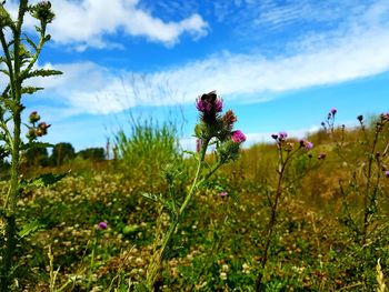 Close-up of flowers blooming on field against sky