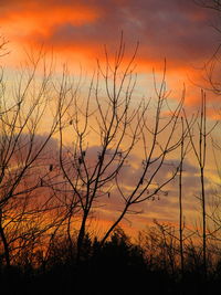 Silhouette plants against dramatic sky during sunset