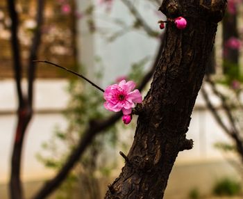 Close-up of pink flower tree