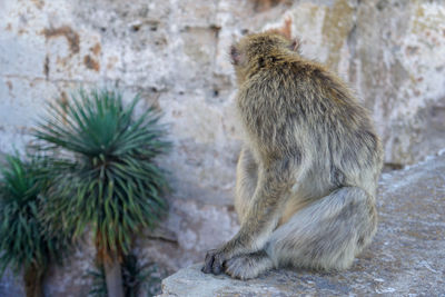 Monkey sitting on rock