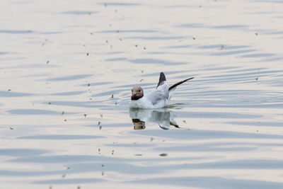 High angle view of birds swimming in lake