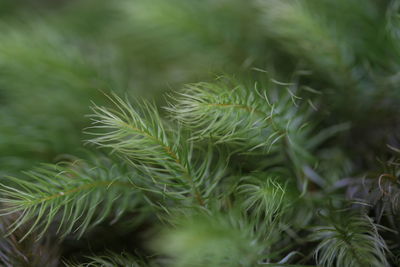 Close-up of pine tree