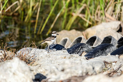 Baby killdeer charadrius vociferus chick along the edge of a pond in naples, florida