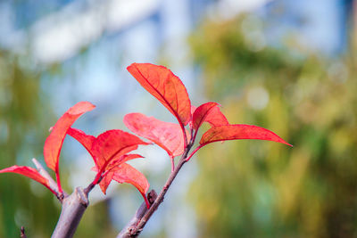 Close-up of red autumn tree against sky