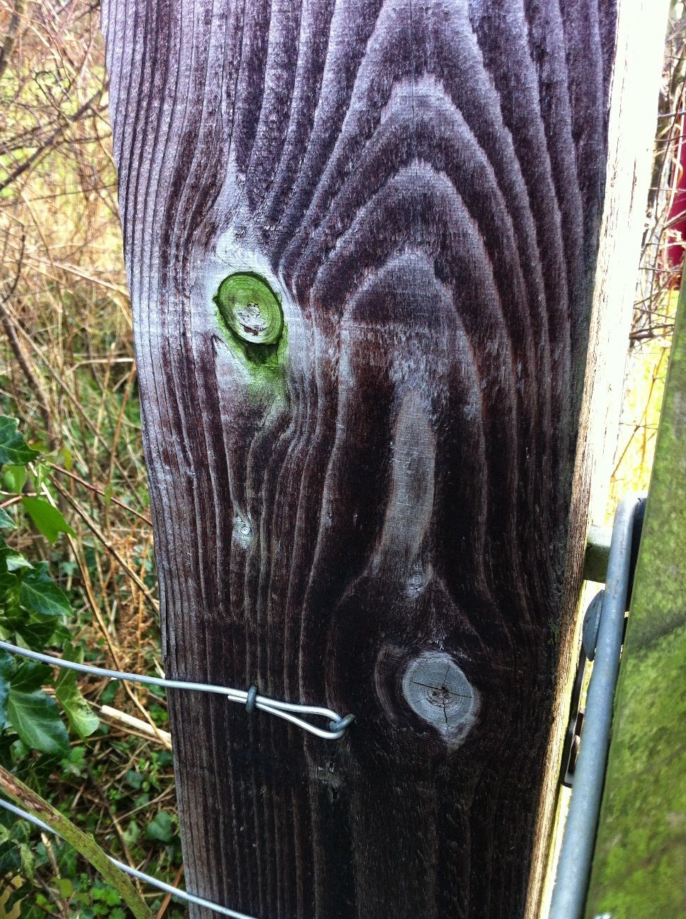 Admiring green knot in brown wood