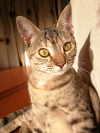 Close-up portrait of tabby cat