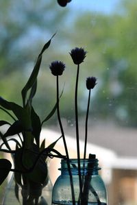 Close-up of flowering plant in vase against window