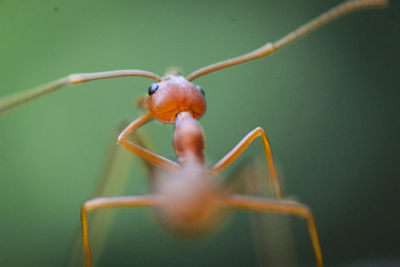 Close-up of insect