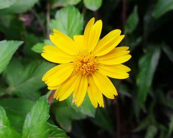 Close-up of yellow flower blooming outdoors