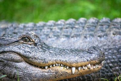 Close-up of a lizard