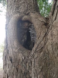 Low angle view of tree trunk