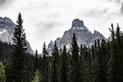 Pine trees in forest against cloudy sky