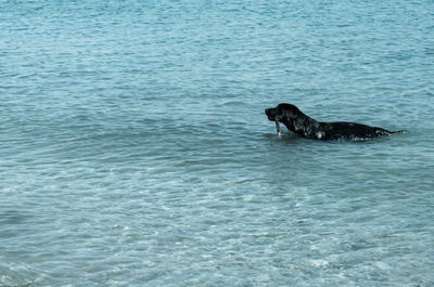 Dog swimming in sea