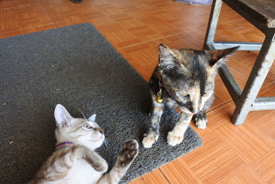 High angle view of cats relaxing on hardwood floor