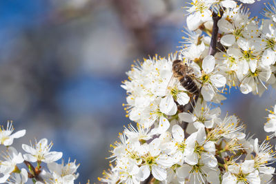 Close-up of bee pollinating flower