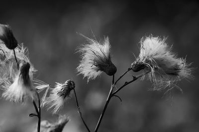 Close-up of wilted dandelion flower