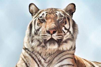 Close-up portrait of a cat