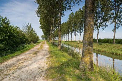 Road amidst trees on field against sky