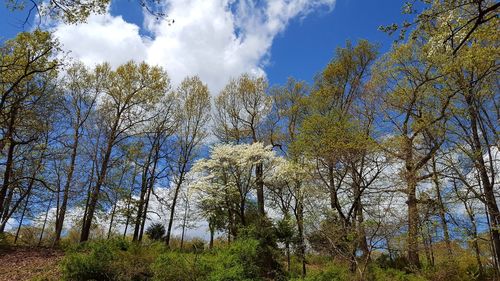 Low angle view of trees against cloudy sky