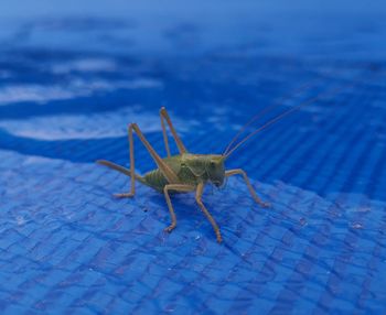 Close-up of insect