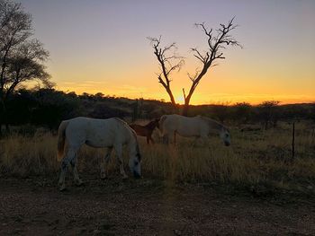 Horse on landscape against sky during sunset