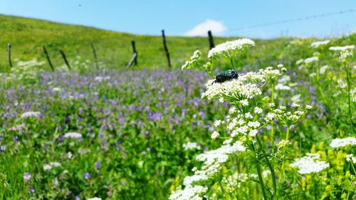 Close-up of insect on flowers in field