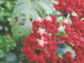 Close-up of red berries growing on plant