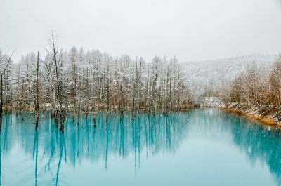 Snow covered trees reflecting in blue pond against clear sky