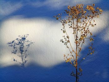 Flowering plant against blue sky