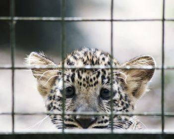 Close-up of gorilla in cage