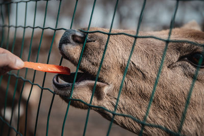 Close-up of person hand in zoo