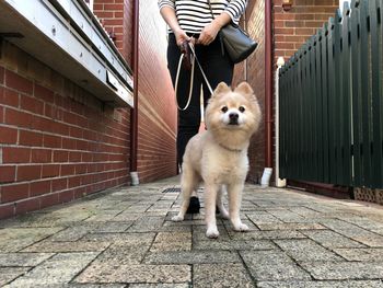 Low section of man with dog on footpath