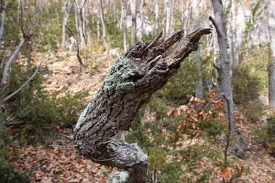 Close-up of tree stump in forest