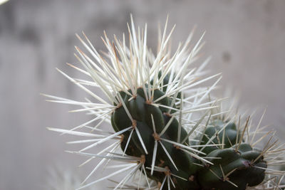 Close-up of cactus plant