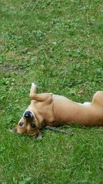 Close-up of dog relaxing on field