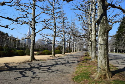 Road passing through trees