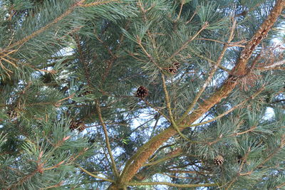 Low angle view of bird on tree in forest