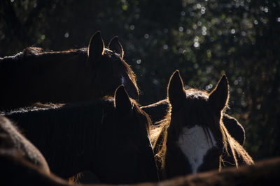 View of horse in ranch