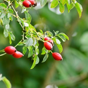 Close-up of red berries growing on tree