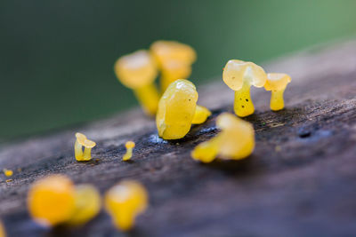 Close-up of yellow roses on wood