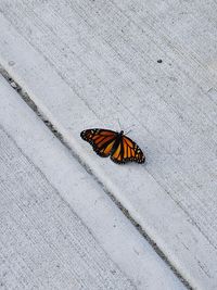 High angle view of butterfly on wall